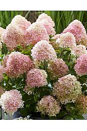Hydrangea paniculata Living Creations Living Little Love C5 Lit. 25-35 cm