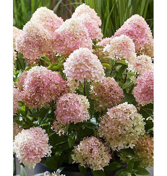 Hydrangea paniculata Living Creations Living Little Love C5 Lit. 25-35 cm