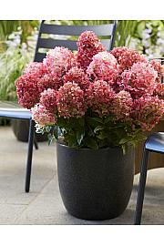 Hydrangea paniculata Living Creations Living Little Rosy C5 Lit. 25-35 cm
