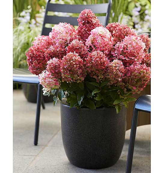 Hydrangea paniculata Living Creations Living Little Rosy C5 Lit. 25-35 cm