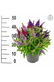 Buddleja davidii Butterfly Candy Buddleja Trio C5 Lit 30-35 cm