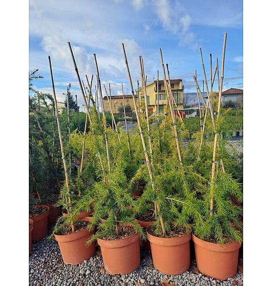 Cedrus deodara Aurea C5 Lit. 50-60 cm