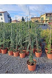 Cedrus deodara Pendula C5 Lit. 60+ cm