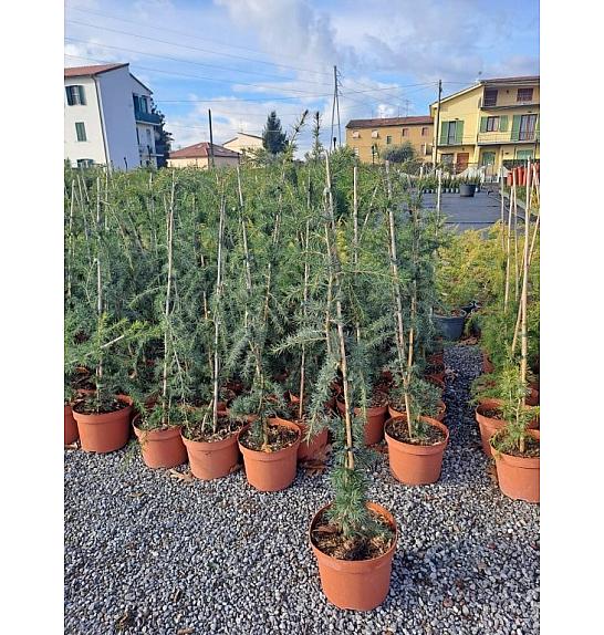 Cedrus deodara Pendula C5 Lit. 60+ cm