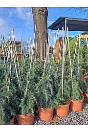 Cedrus deodara Feeling Blue C5 Lit. 40+ cm