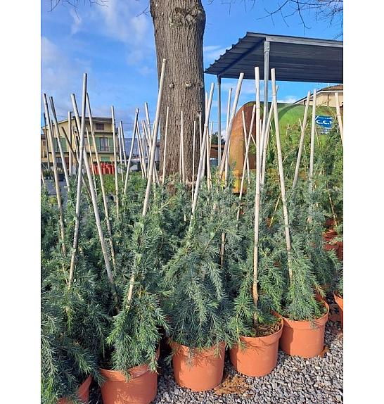 Cedrus deodara Feeling Blue C5 Lit. 40+ cm