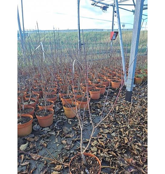 Cornus florida Rubra C5 Lit. 60+ cm