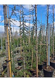 Cedrus deodara Pendula C15 Lit. 150-175 cm