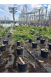 Cedrus libani Nana C15 Lit. Na steblu 55 cm