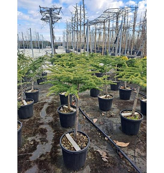 Cedrus libani Nana C15 Lit. Na steblu 55 cm