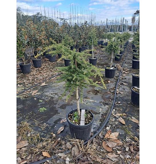 Cedrus libani Sargentii C15 Lit. Na steblu 55 cm