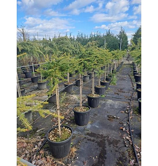 Cedrus libani Sargentii C18 Lit. Na steblu 80 cm