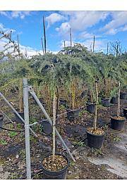 Cedrus deodara Feeling Blue C18 Lit. Na steblu 100 cm