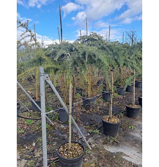 Cedrus deodara Feeling Blue C18 Lit. Na steblu 100 cm