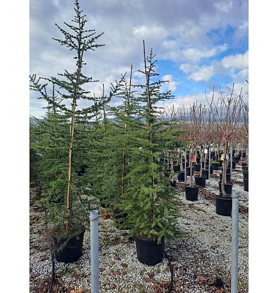 Cedrus Libani C35 Lit. 200-250 cm