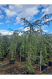 Cedrus deodara Pendula C45 Lit. 200-220 cm