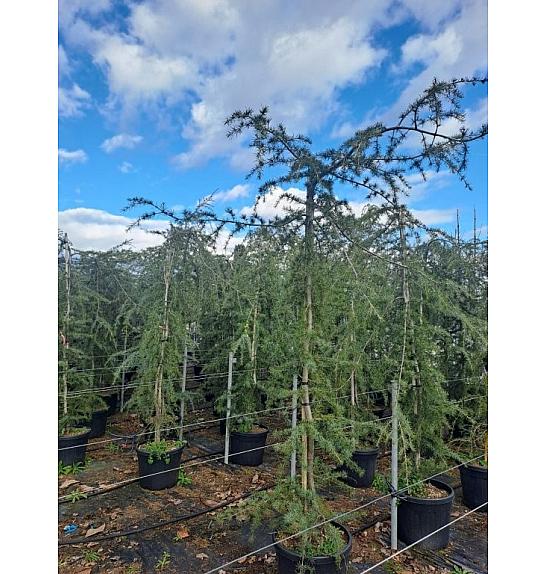 Cedrus deodara Pendula C45 Lit. 200-220 cm