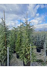 Cedrus deodara C35 Lit. 250-300 cm