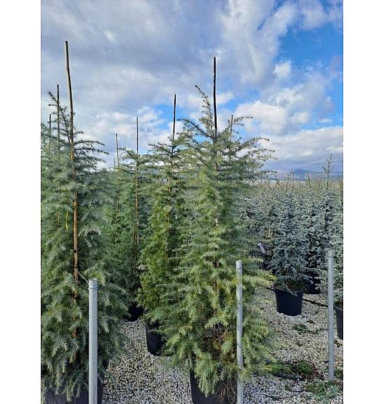Cedrus deodara C35 Lit. 250-300 cm