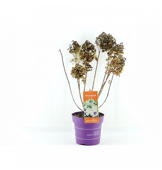 Hydrangea pan. Little Hottie C3 Lit. 20-25 cm