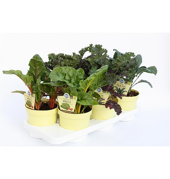 Zelenjavni Zimski Mix - Ohrovt, Blitva, Črno zelje; Ø12;700740;BLU