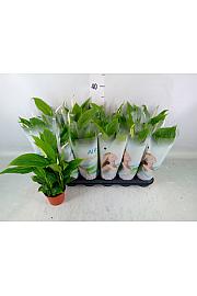 Spathiphyllum Ø9