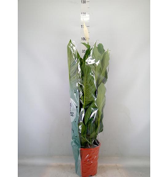 Spathiphyllum Ø21