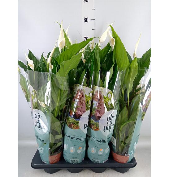 Spathiphyllum Ø13