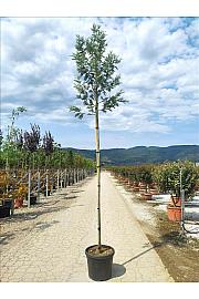 Acacia Dealbata  C35 Lit. Na Steblu  200 cm; 8/10 cm (ZEL)