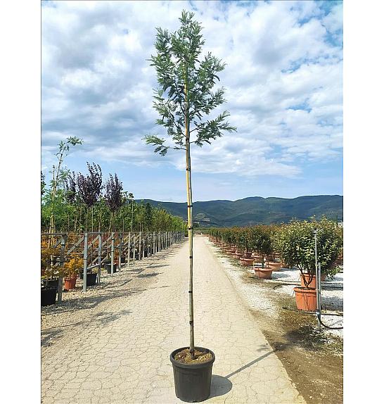 Acacia Dealbata  C35 Lit. Na Steblu  200 cm; 8/10 cm (ZEL)