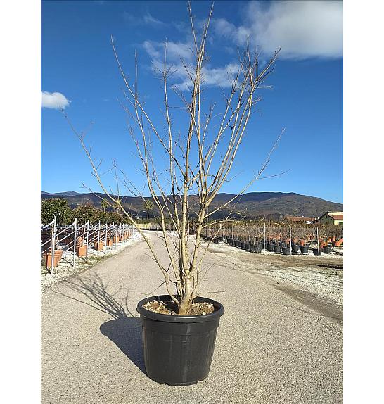 Acer campestre C110 Lit. 250-300 cm; Večstebelni