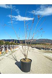 Acer Ginnala C90 Lit. 200-250 cm; Večstebelni (ZEL)