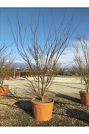 Acer Palmatum   C100 Lit. 250-300 cm (ZEL)