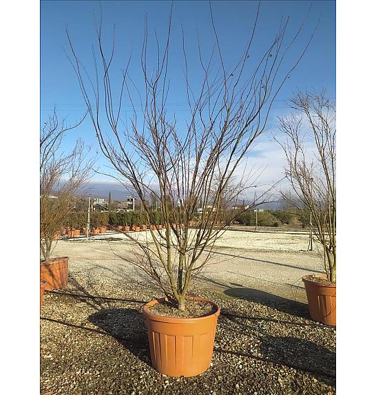 Acer palmatum C100 Lit. 250-300 cm