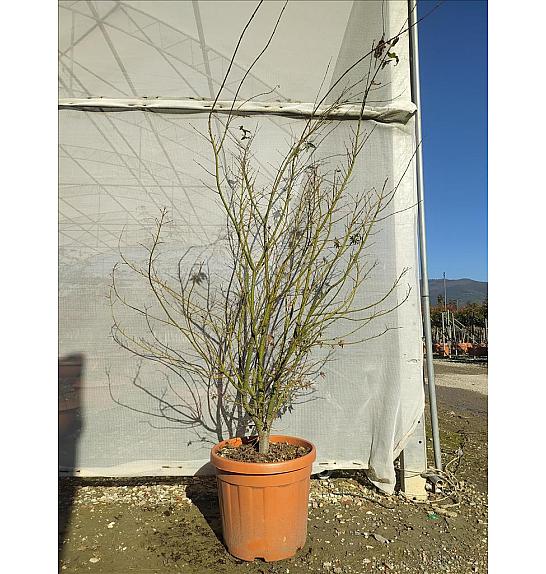 Acer palmatum C35 Lit. 125-150 cm