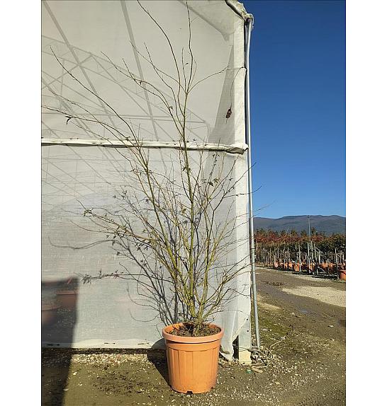 Acer palmatum C35 Lit. 150-175 cm