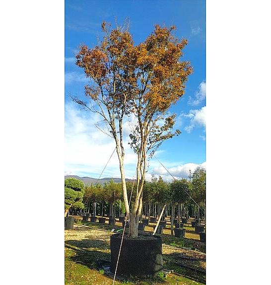 Acer Palmatum  C500 Lit. 700-800 cm; Krošnja 250/300 cm