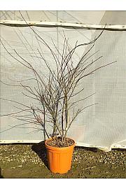 Acer palmatum Atropurp.  C25 Lit. 80-100 cm (ZEL)