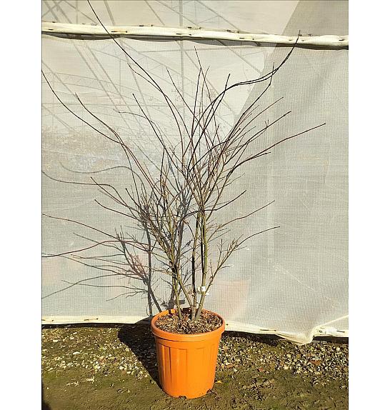 Acer palmatum Atropurp. C25 Lit. 80-100 cm
