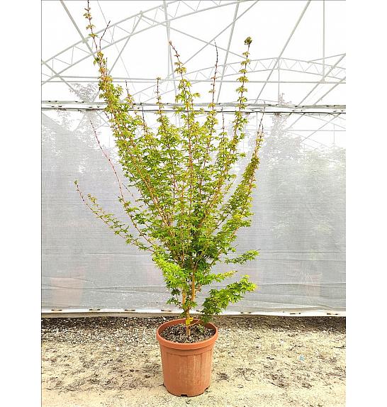 Acer palmatum Bi Hoo C25 Lit. 80-100 cm (ZEL)