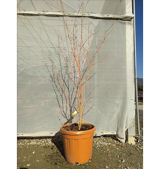 Acer palmatum Bi Hoo C30 Lit. 125-150 cm (ZEL)