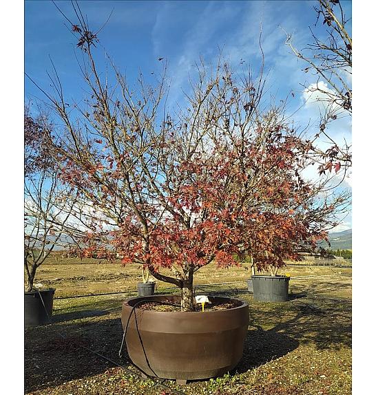 Acer palmatum Bloodgood C1650 Lit. 300-350 cm; Krošnja 350/400 cm
