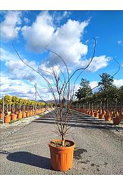 Acer palmatum Bloodgood  C35 Lit. 125-150 cm (ZEL)