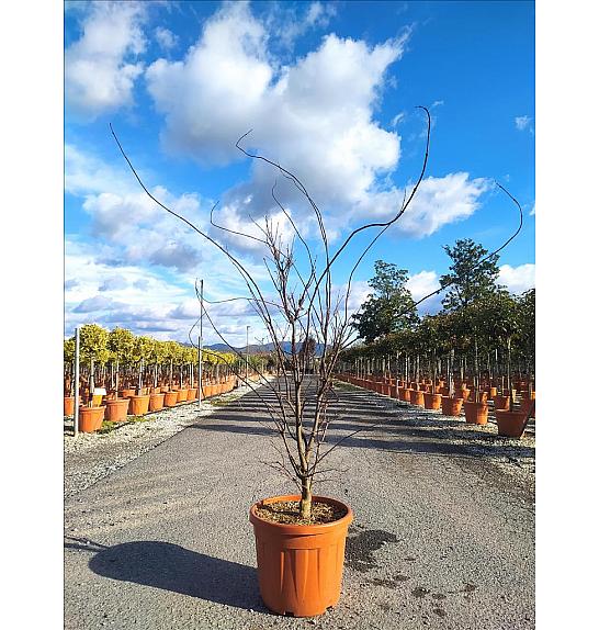 Acer palmatum Bloodgood  C35 Lit. 125-150 cm (ZEL)