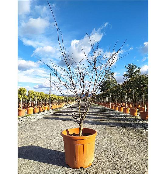 Acer palmatum Bloodgood  C50 Lit. 125-150 cm (ZEL)