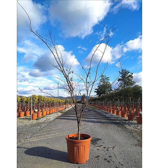 Acer palmatum Bloodgood  C55 Lit. 150-175 cm (ZEL)