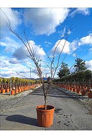 Acer palmatum Bloodgood C55 Lit. 150-175 cm