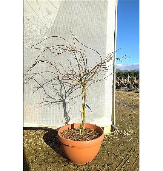 Acer palmatum Dissectum Crimson Queen C25 Lit. Na Steblu 50 cm (ZEL)