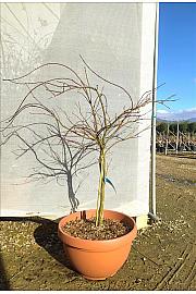 Acer palmatum Dissectum Crimson Queen C25 Lit. Na Steblu 50 cm