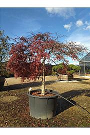 Acer palmatum Dissectum Inabashidare C300 Lit. Na Steblu 100 cm; 200/250 cm